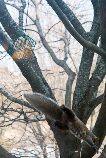 grey squirrel jumps from suet feeder