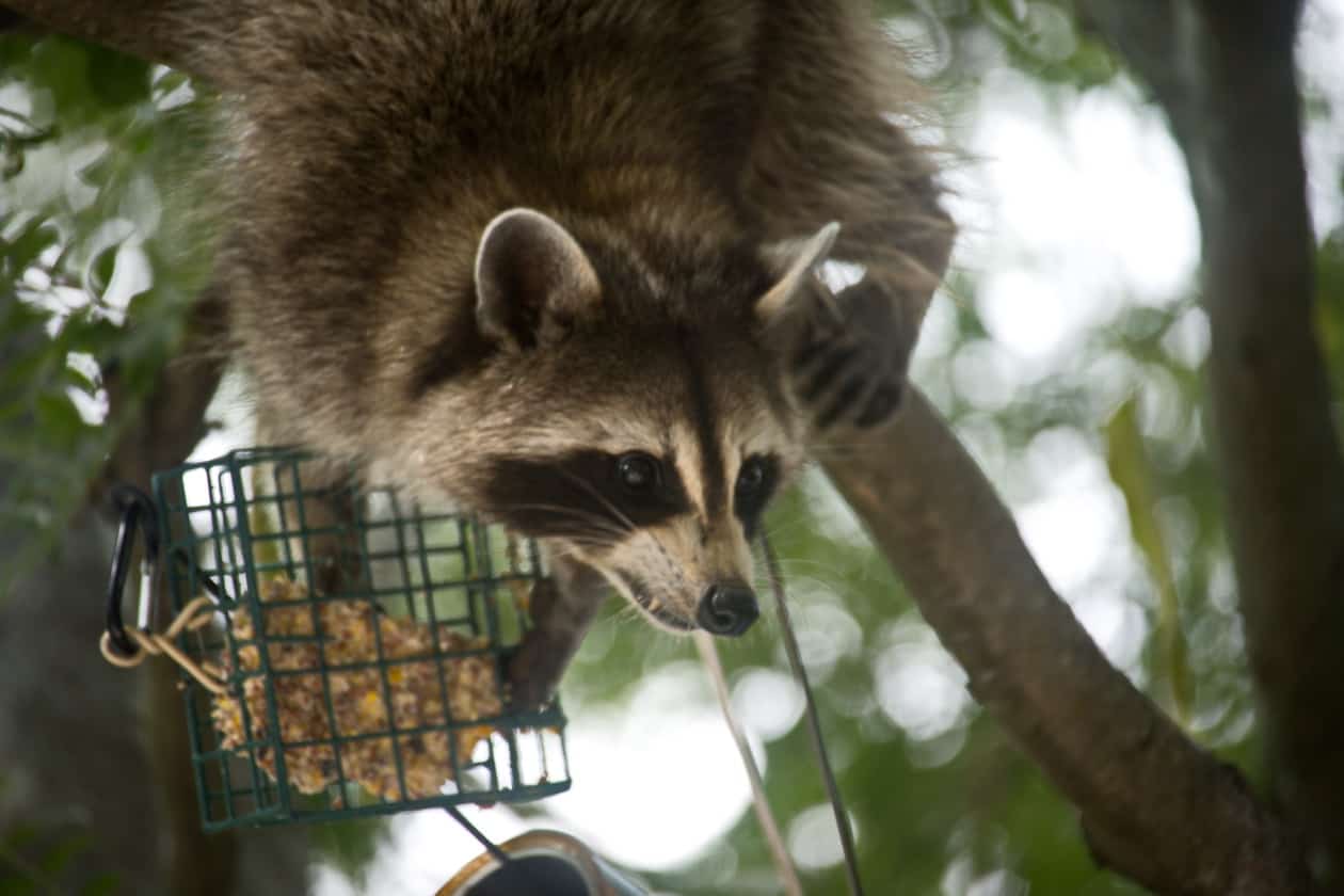 Racoon raiding a suet feeder meant for birds