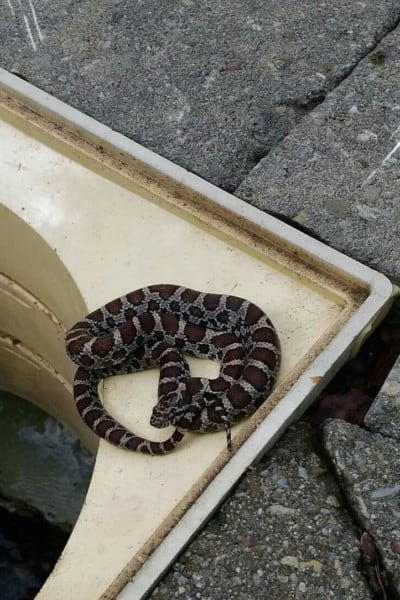 Baby milk snake curled up in one corner of the skimmer