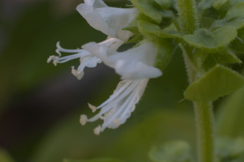 Basil flowers through bellows Olympus 50mm f1,8
