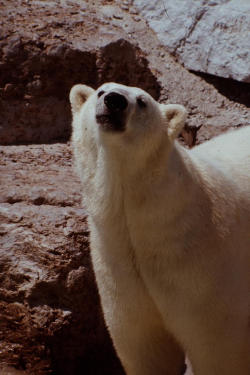 Polar Bear, Toronto Zoo