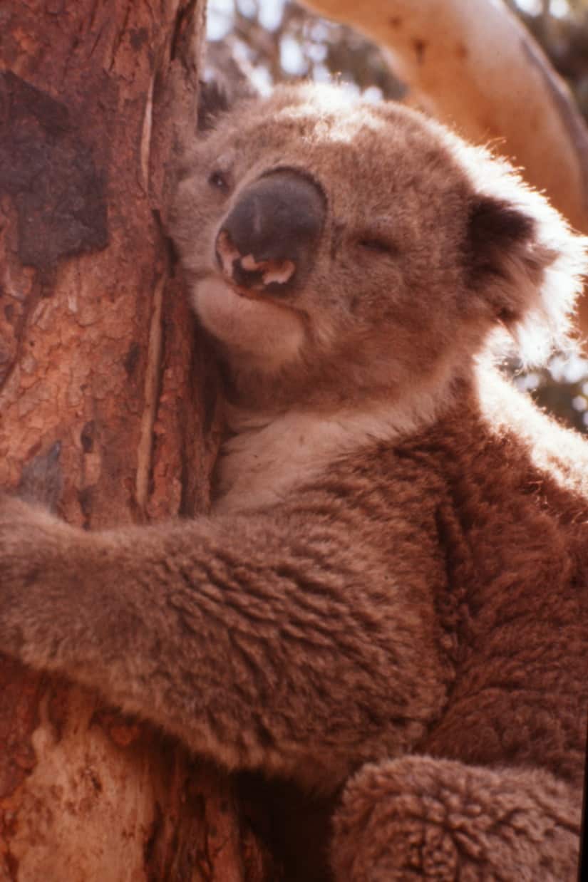 Koala Bear 1978, Australia