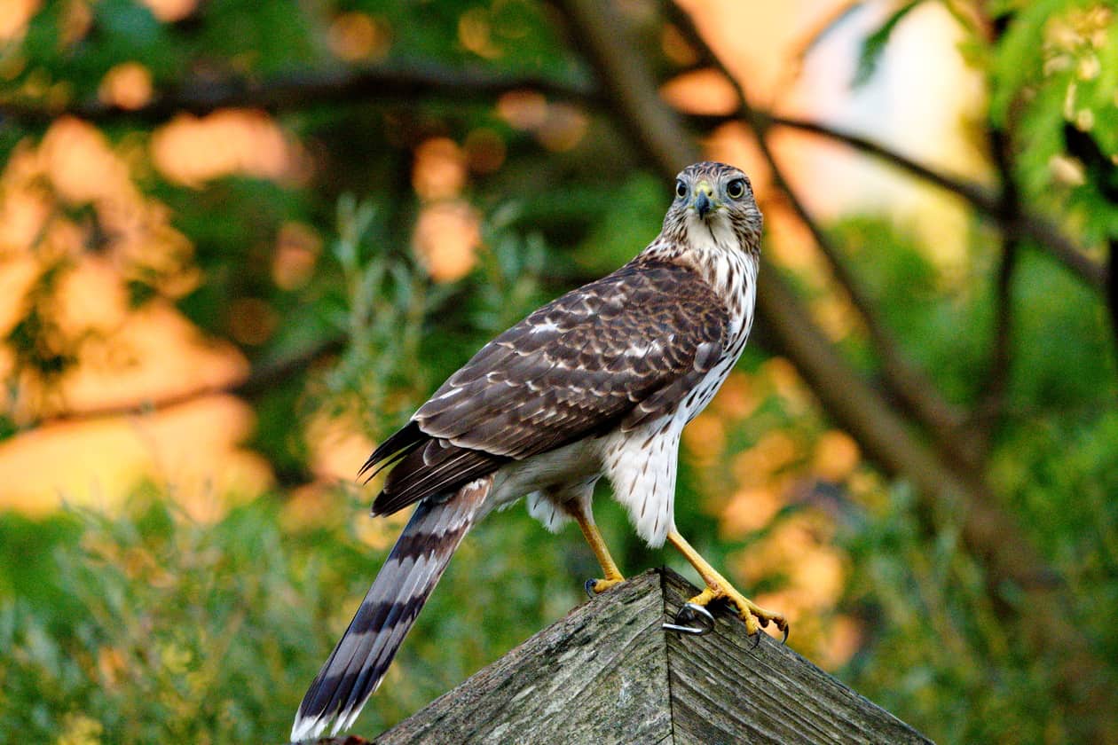 Coopers Hawk